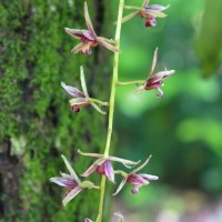 Cymbidium aloifolium (L.) Sw.